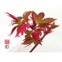 EPUISE  Acer palmatum 'Asahi-zuru' en godet