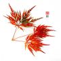 Acer palmatum emerald lace en godet