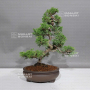 juniperus chinensis itoigawa ref : 08090231