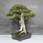 VENDU Taxus cuspidata du japon ref:07011235