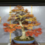 VENDU acer palmatum seigen ref :042025
