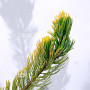 Pinus parviflora du Japon "goldilock"