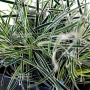 ficinia truncata ice crystal pot 2 litres