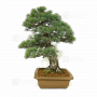 Pinus pentaphylla ref 030120254