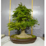 acer palmatum 150525