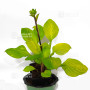 hosta lemon snap