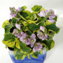 Hosta school mouse
