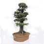 juniperus rigida ref: 19070252