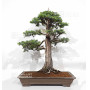 Juniperus rigida 20070251