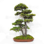 picea  jezoensis 28070252