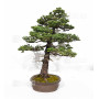 picea  jezoensis 28070251