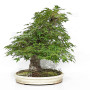 acer palmatum beni chidori 23070255