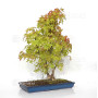 Acer palmatum ref: 24070251