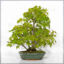 VENDU acer palmatum ref: 24070254