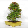 acer palmatum deshojo 24070253