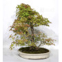 acer palmatum beni chidori 24070257
