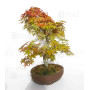 acer palmatum deshojo 17030234