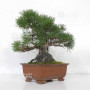 Pinus thunbergii ref: 120202512