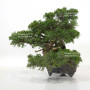 Juniperus chinensis itoigawa 12020254