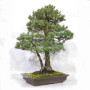 pinus pentaphylla 120202510