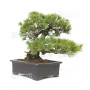 Pinus pentaphylla ref 12020253