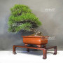 pinus thunbergii 12100241