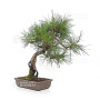 pinus densiflora ref : 210202511