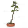 Pinus pentaphylla ref 21020255