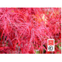 graines d'acer amoenum enkan