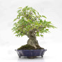 acer buergerianum ref: 25090252