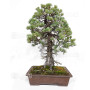 pinus pentaphylla ref: 25090254