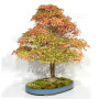 VENDU Acer buergerianum ref:12100251