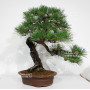 Pinus thunbergii ref: 28070262