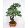 PINUS PENTAPHYLLA ref: 28070261