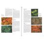 EPUISEJAPANESE MAPLES JD VERTREES
