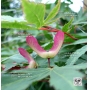 Graines d'Acer Amoenum Wakehurst pink