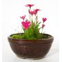 EPUISE rhodohypoxis "douglas"