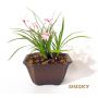 EPUISErhodohypoxis "dusky"