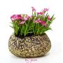 rhodohypoxis "lily jean", fleurs double