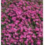rhodohypoxis "milloides"