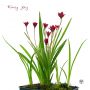 EPUISE rhodohypoxis "kiwi joy" fleurs double