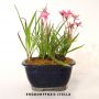 epuise rhodohypoxis "stella"