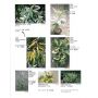 EPUISEVARIEGATED PLANT IN COLOR 2