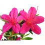 EPUISELOT DE 2 rhododendron shiryu no homare