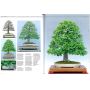 EPUISEESPRIT BONSAI  N°36