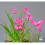 Rhodohypoxis "rokujo nishiki"