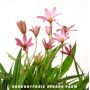X Rhodoxis 'Hebron Farm'