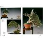 BONSAI FOCUS N° 51