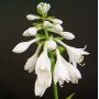 Hosta Big daddy