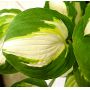 Hosta Enterprise